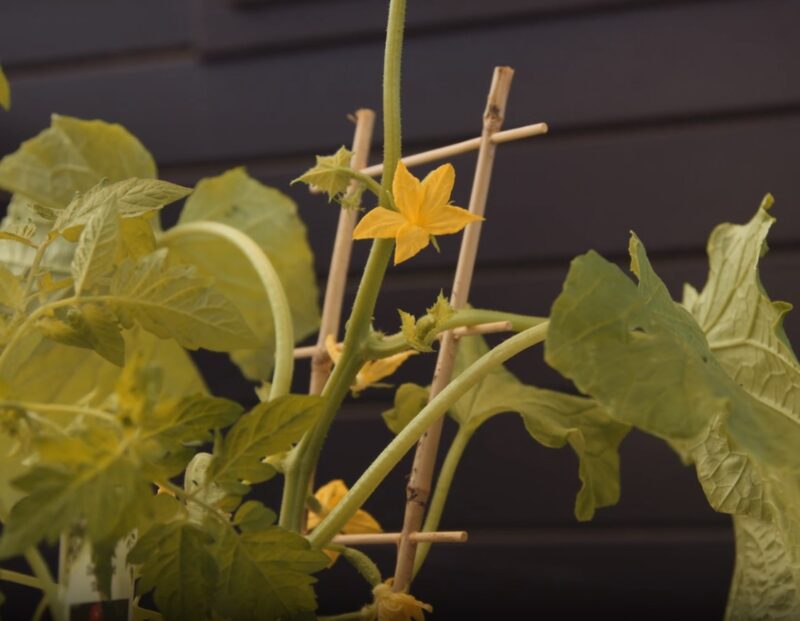 Use stakes or a trellis to support plants
