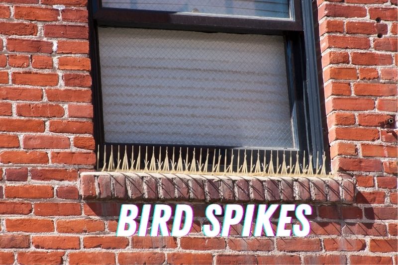 Bird Spikes To Keep Them Away