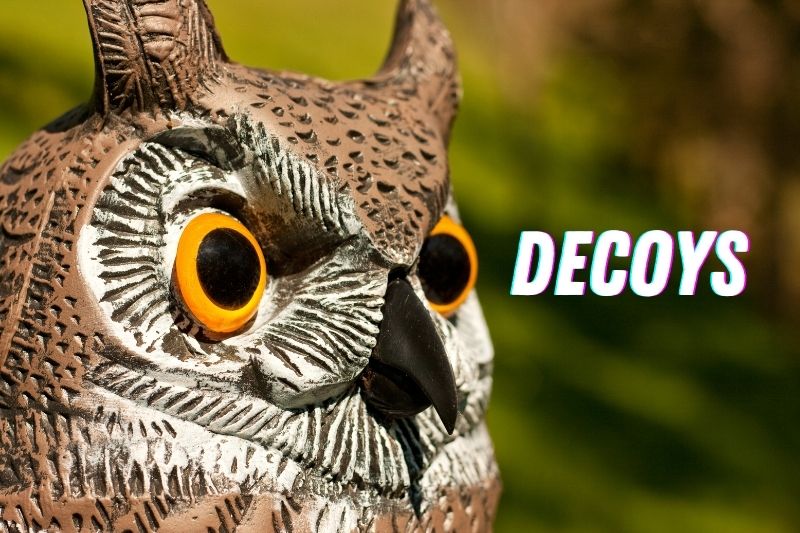 Decoys To Scare Birds Off Your Porch