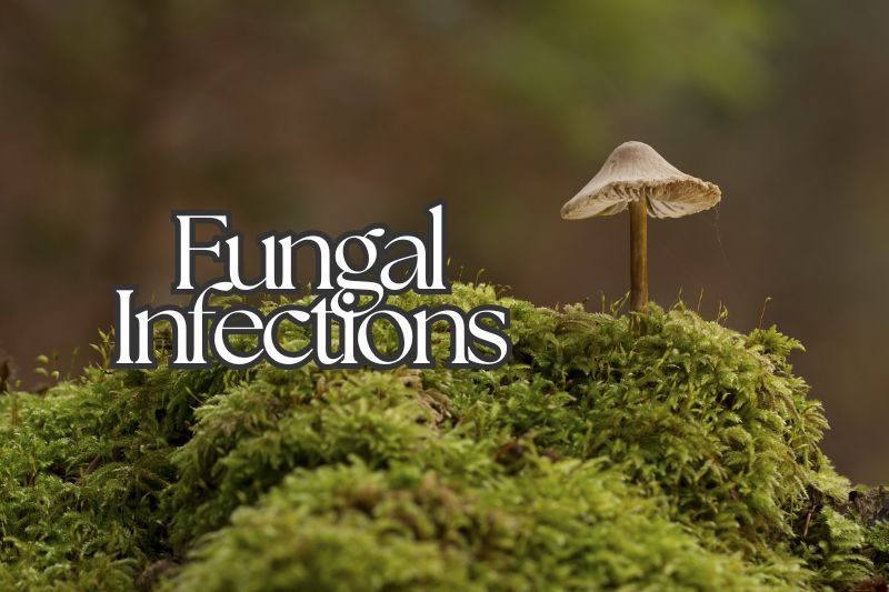 Fungal Infections In Plants