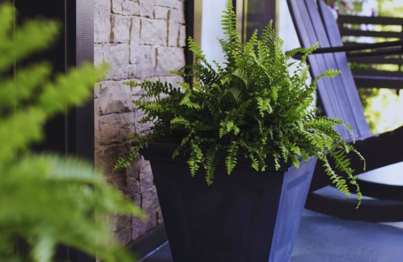 Indoor air-purifying plants