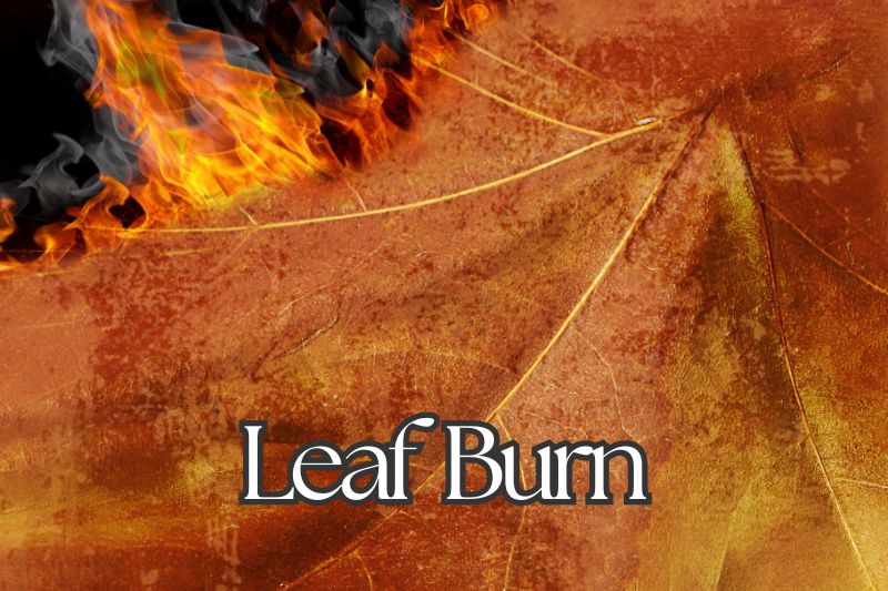 Leaf Burn