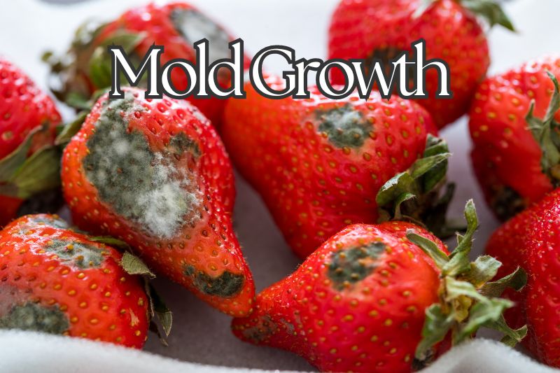 Mold Growth