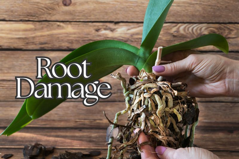 Root Damage Due To Coffee