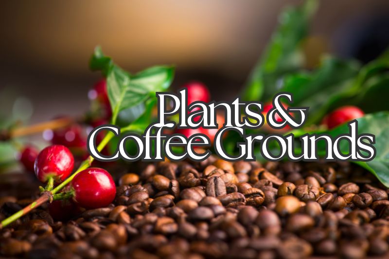 Signs That a Plant Doesn't Like Coffee Grounds