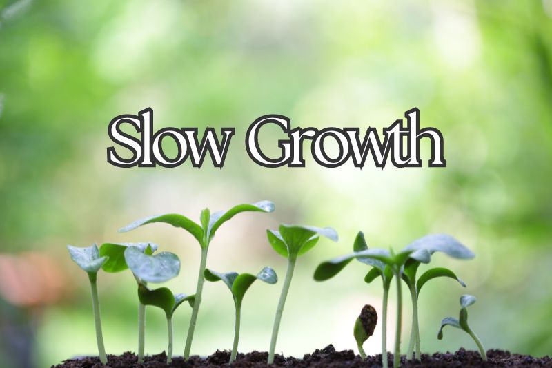 Slow Plant Growth