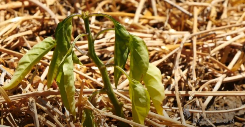 Earth salting stops plant growth