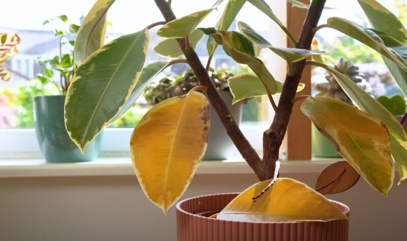 Reviving a dying Ficus