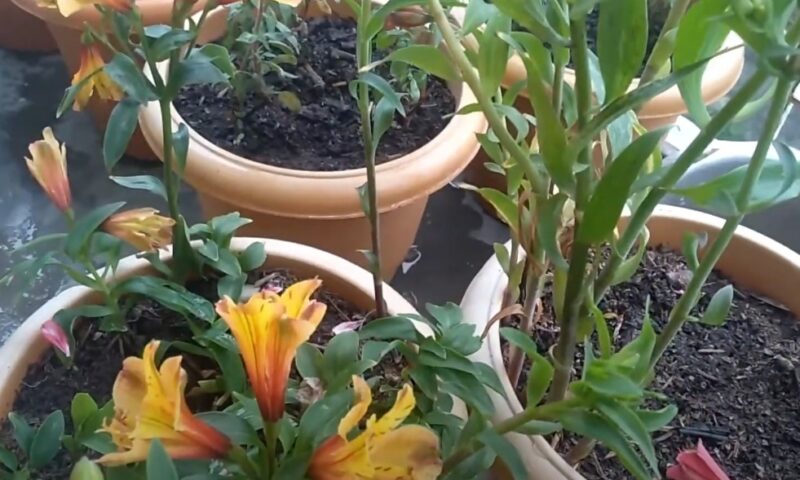 Group of potted alstromerias