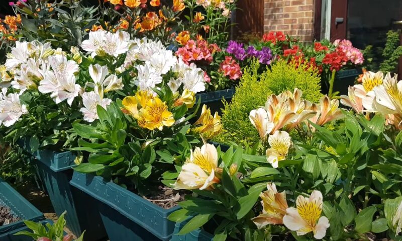 a group of full yellow peruvian lilies