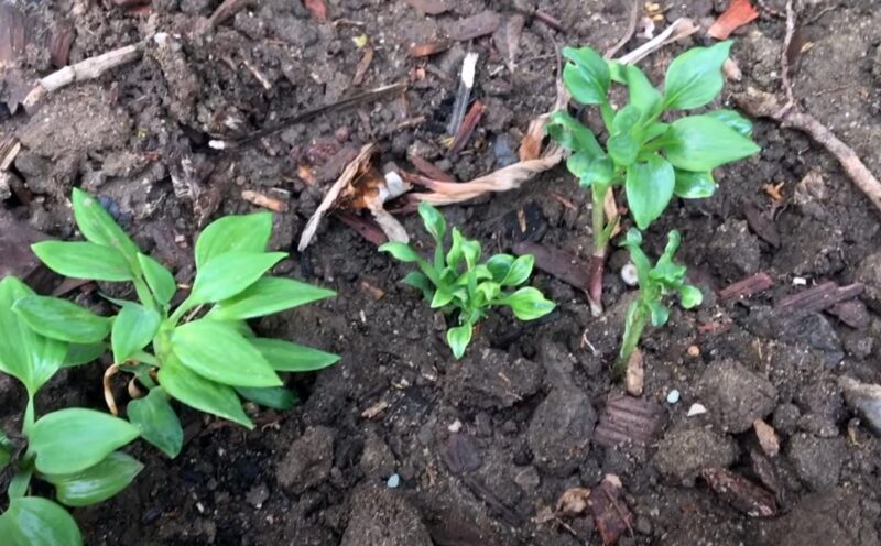 Peruvian lilies growing in the dirt