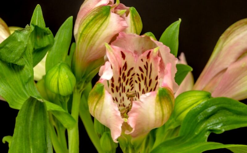 Alstromeria flower showcasing its petals