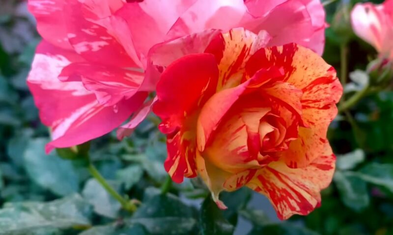 close-up of a red alstromeria