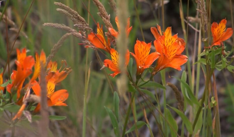 Orange alstromeria flowers in garden