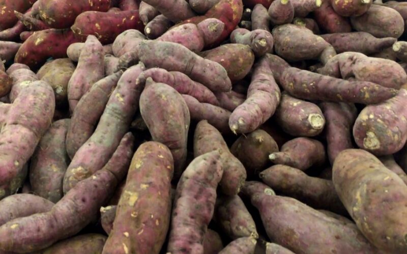 A pile of grown sweet potatoes