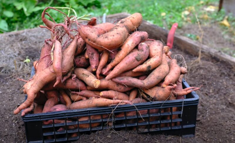 Purple sweet potato pile in a basket