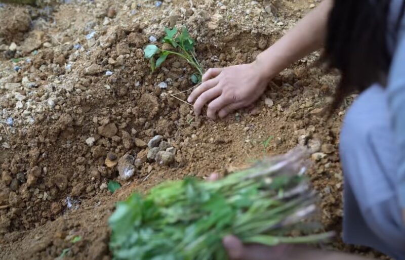 Woman planting sweet potato seed