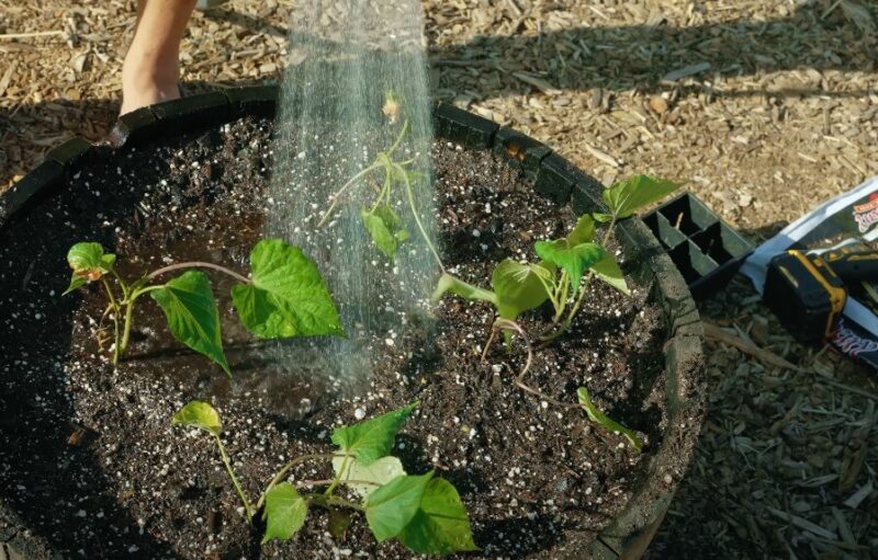 Watering of the purple sweet potato seeds