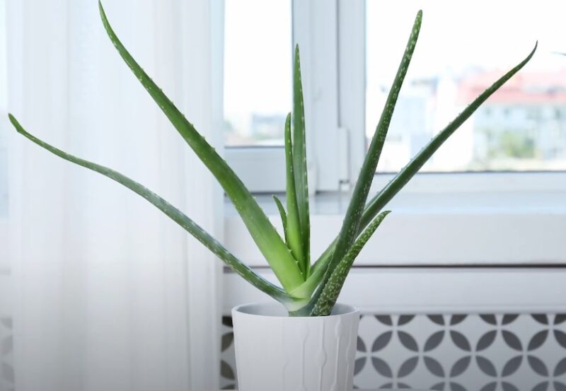 Aloe Vera Plant