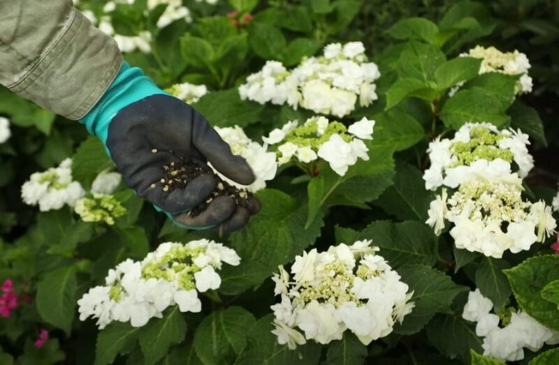Gardener's hand, wearing gloves, distributes soil amendment around the plant