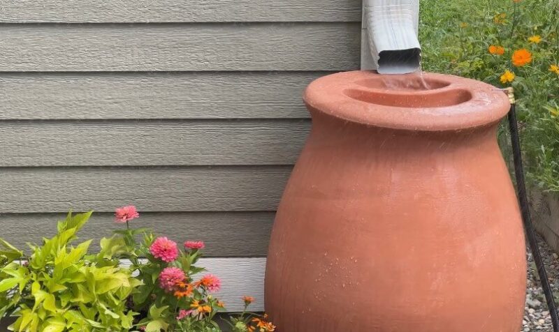 Rainwater harvesting in action. Water flows from the gutter into a terracotta rain barrel